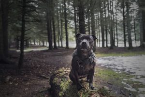 Staffordshire Bullterrier